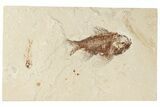 Cretaceous Fossil Fish (Ctenothrissa) - Hakel, Lebanon #201352-1